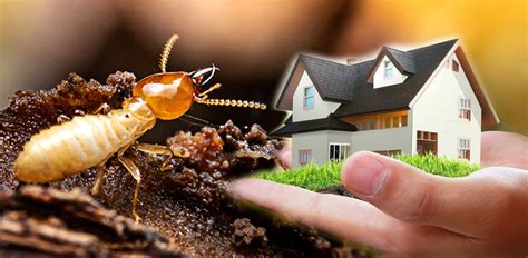 Pest Control Services in the Philippines .